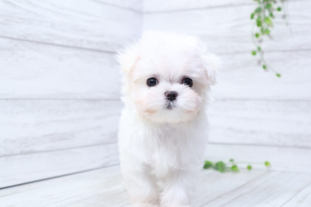 マルチーズ（女の子）の子犬の写真