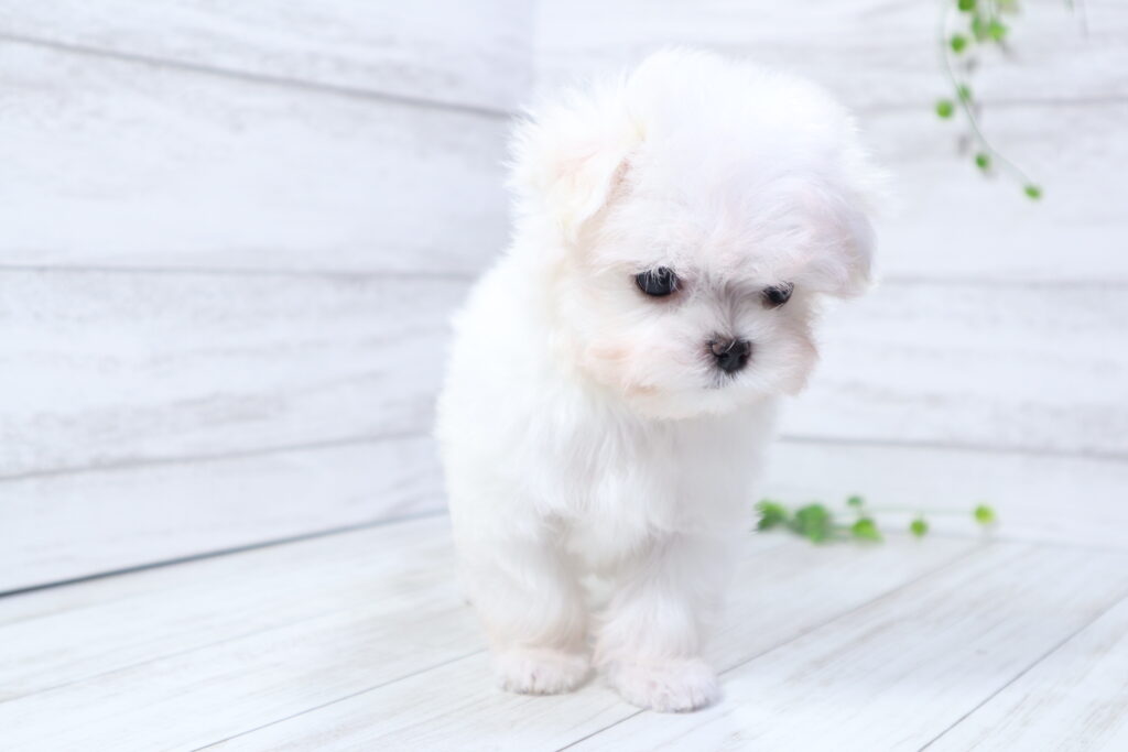 マルチーズ（女の子）の子犬の写真