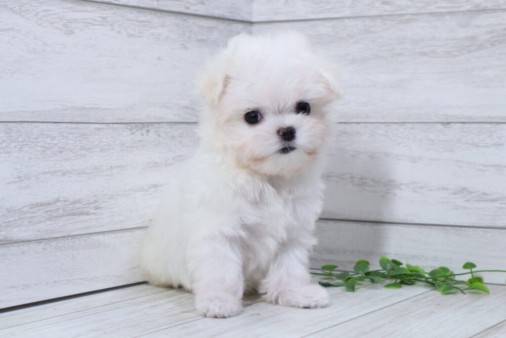 マルチーズ（女の子）の子犬の写真