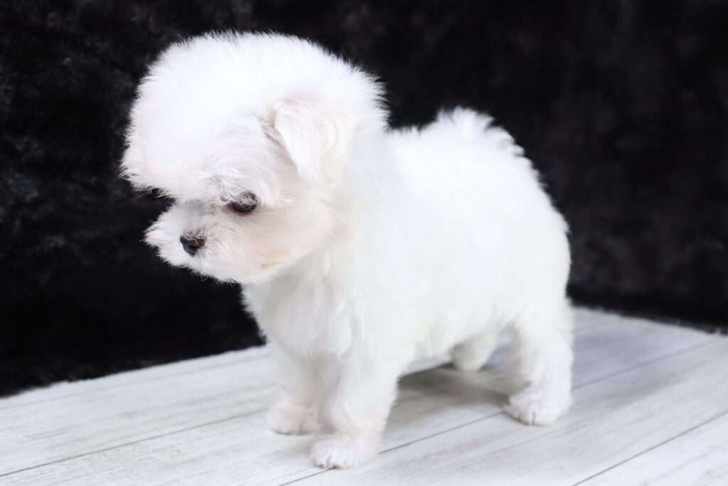 マルチーズ（女の子）の子犬の写真