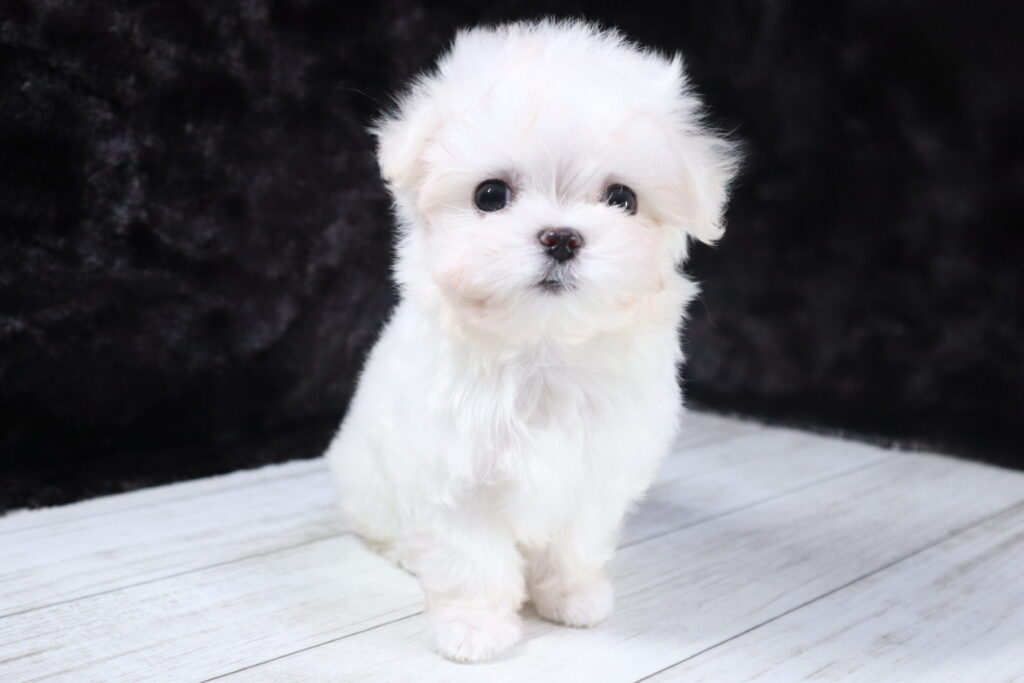 マルチーズ（女の子）の子犬の写真