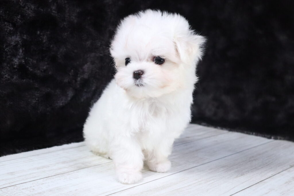 マルチーズ（女の子）の子犬の写真