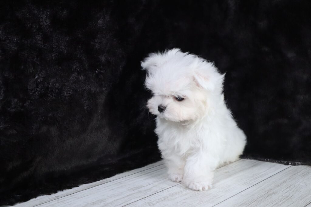 マルチーズ（男の子）の子犬の写真