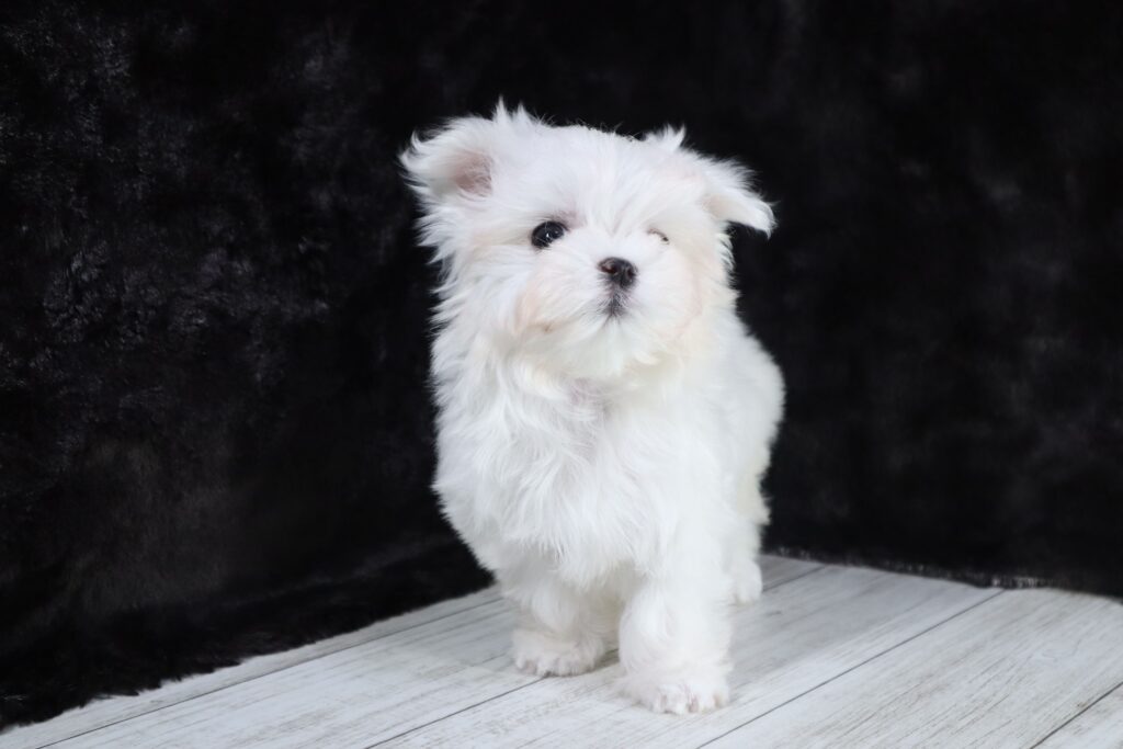 マルチーズ（男の子）の子犬の写真