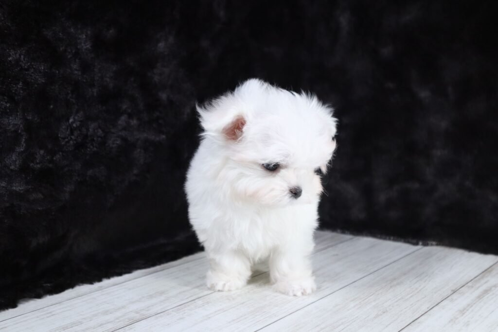 マルチーズ（男の子）の子犬の写真