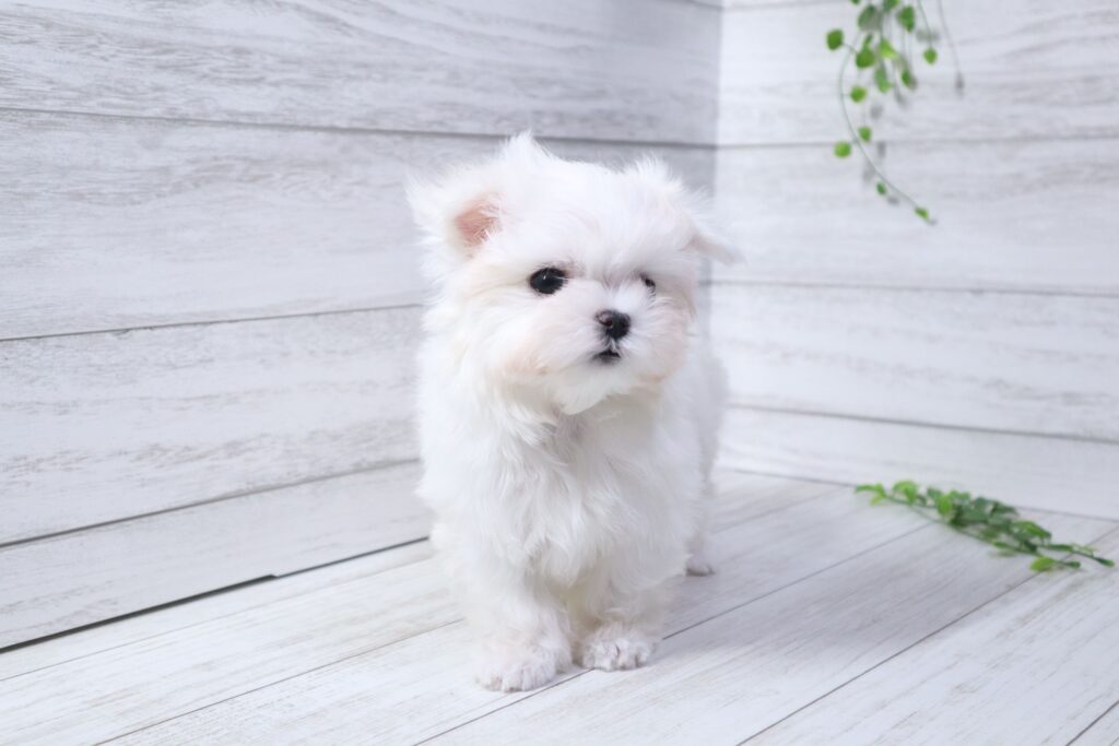 マルチーズ（男の子）の子犬の写真