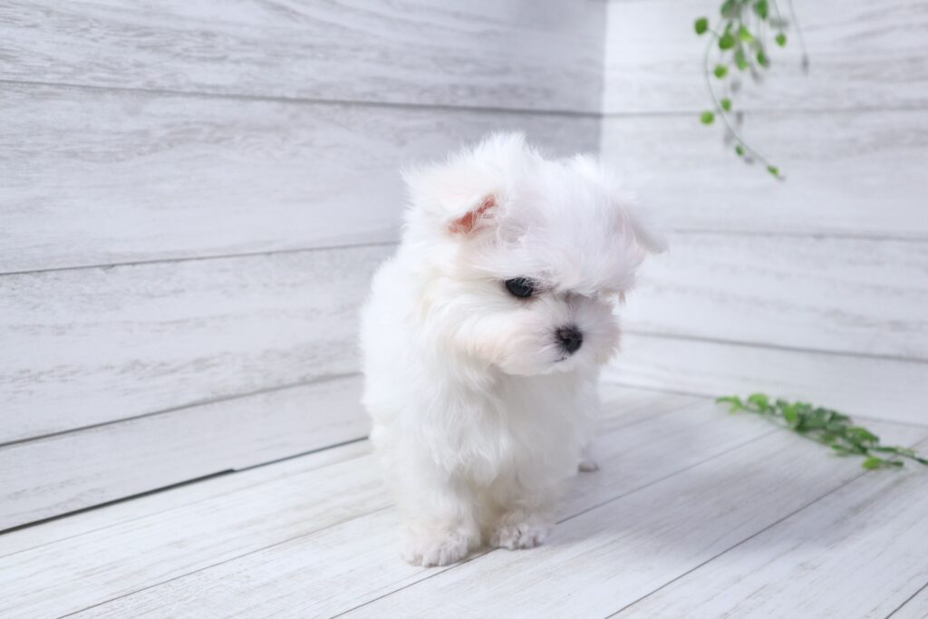 マルチーズ（男の子）の子犬の写真