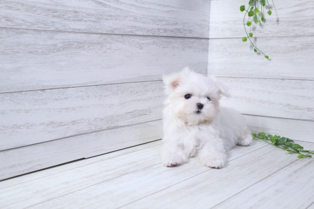 マルチーズ（男の子）の子犬の写真